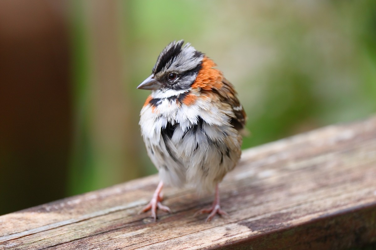 Chingolo Común - ML647494356