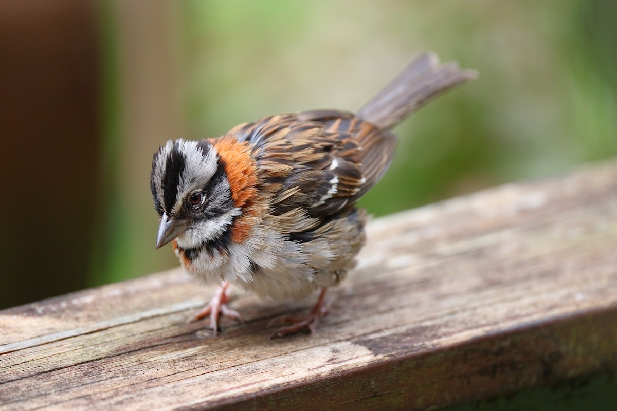 Chingolo Común - ML647494357