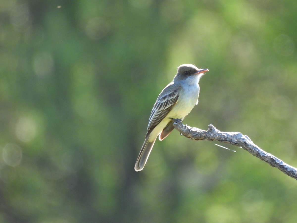 Copetón de Swainson - ML647494358
