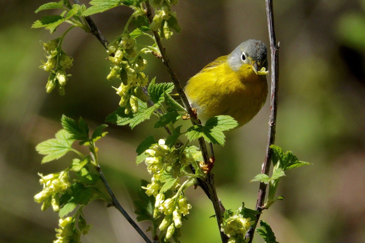 Reinita de Nashville - ML647494359