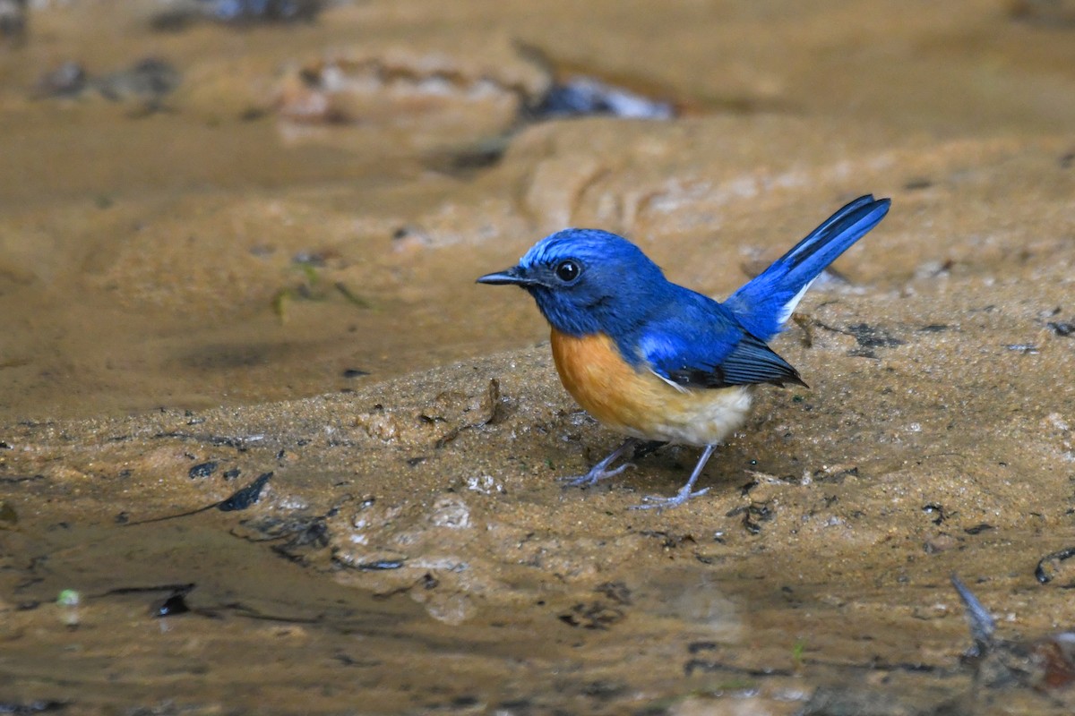 Papamoscas Gorjiazul - ML647494360