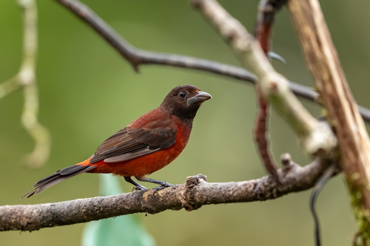 Tangara Dorsirroja - ML647494362