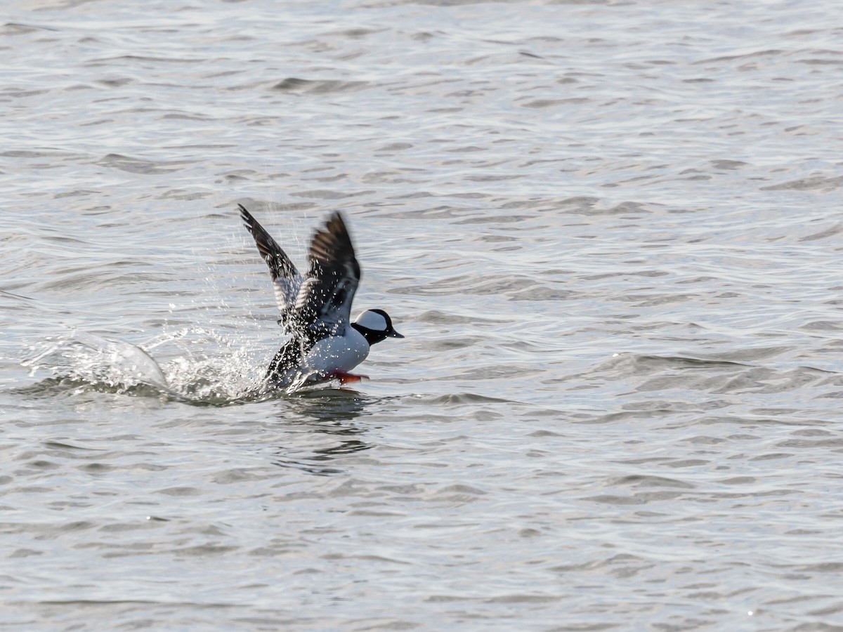 Porrón Albeola - ML647494364