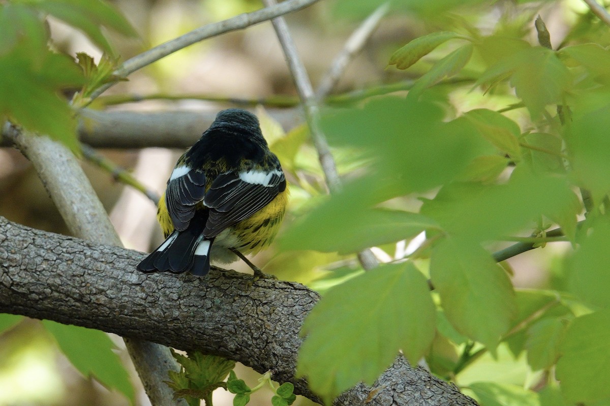Magnolia Warbler - ML647494371