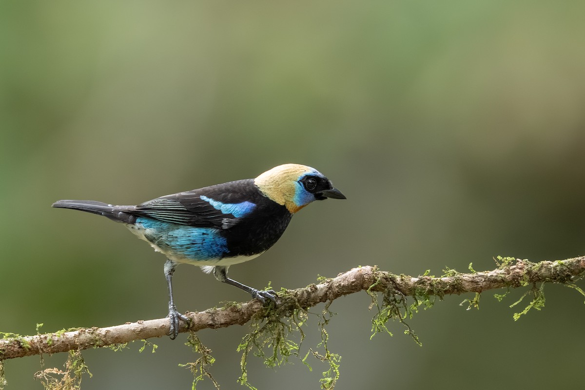 Golden-hooded Tanager - ML647494373