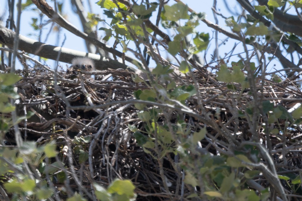 Mountain Caracara - ML647494375