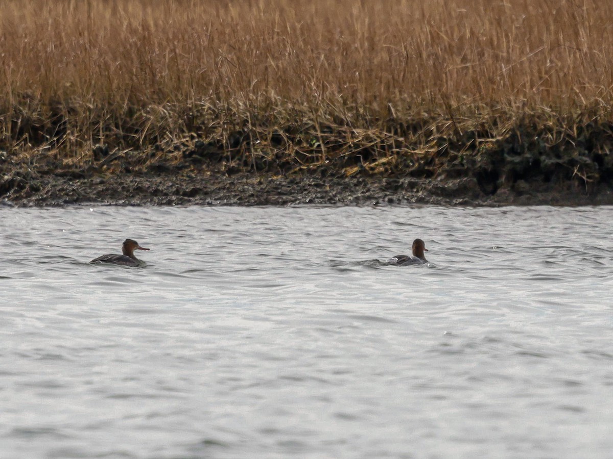 Serreta Mediana - ML647494377