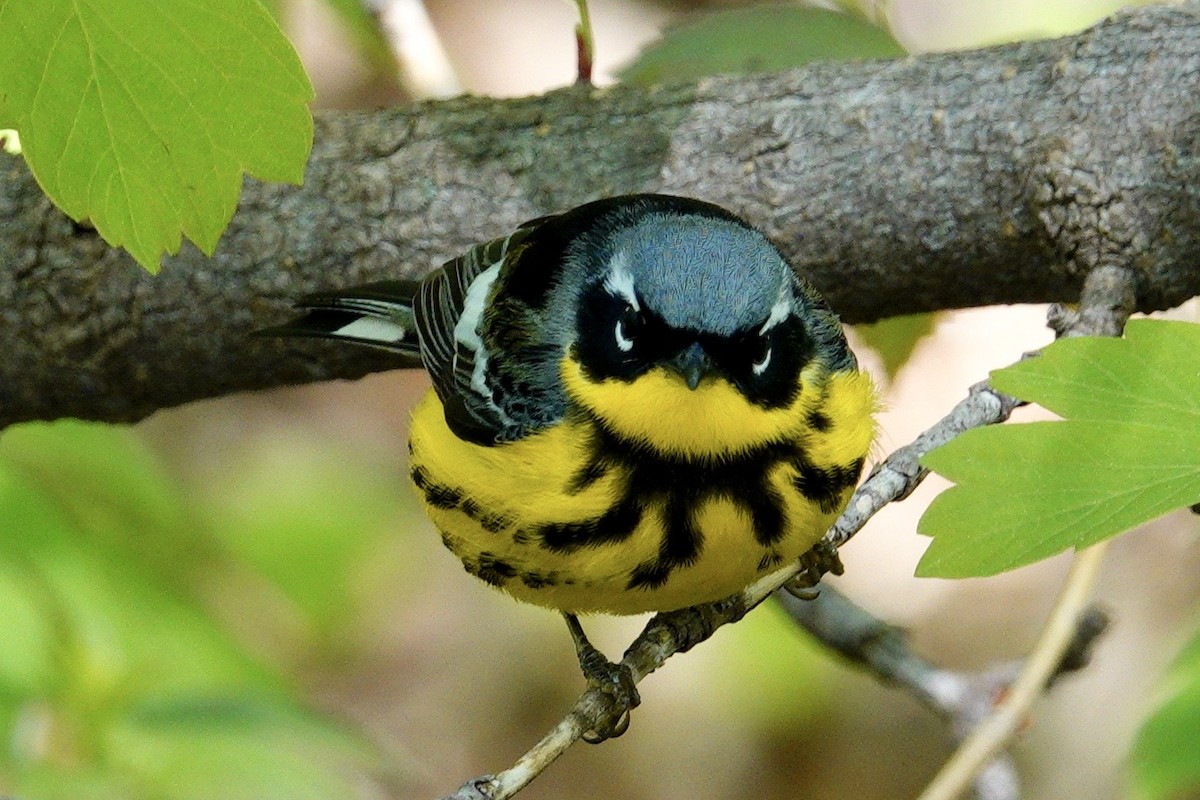 Magnolia Warbler - ML647494382
