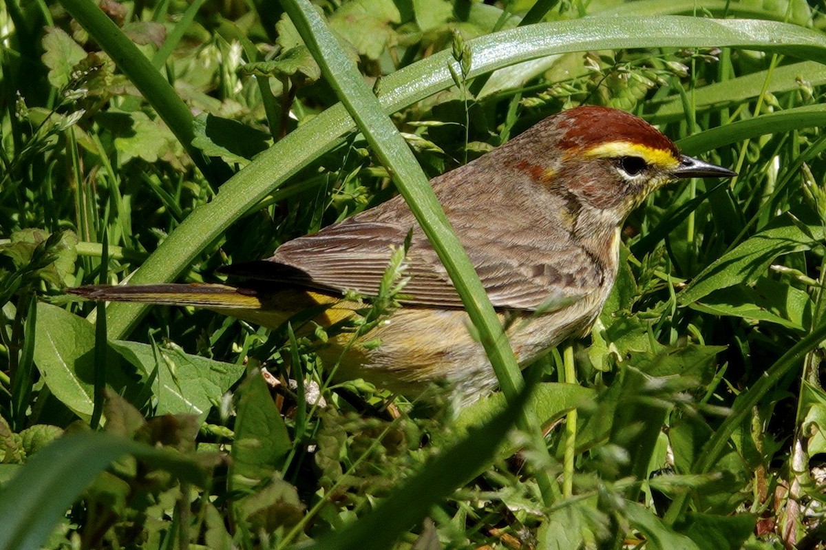 Palm Warbler - ML647494387