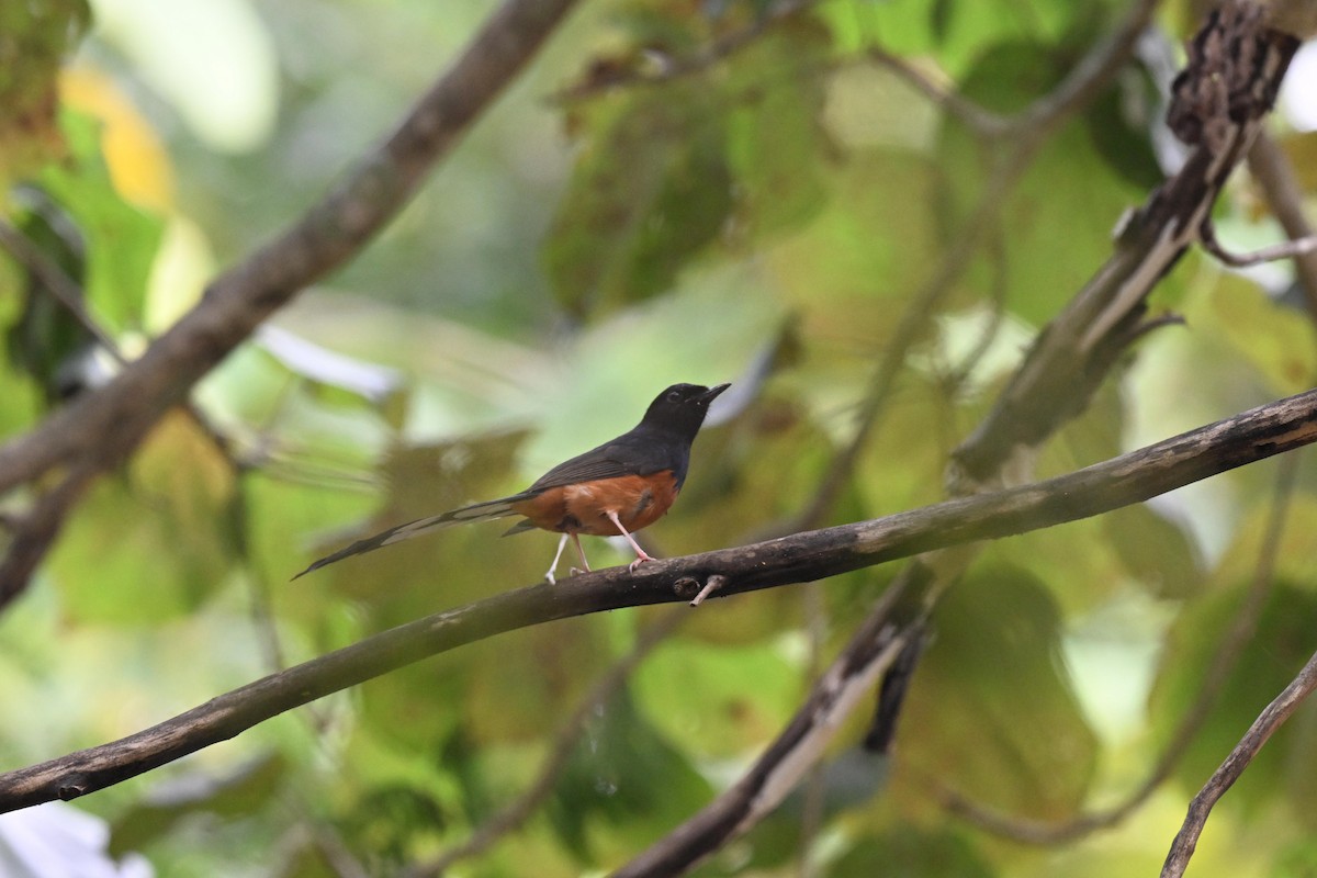 Shama Malabar - ML647494388