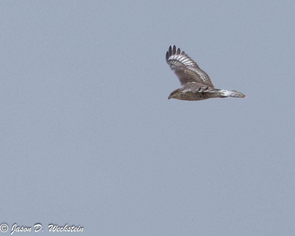 Busardo Herrumbroso - ML647494391