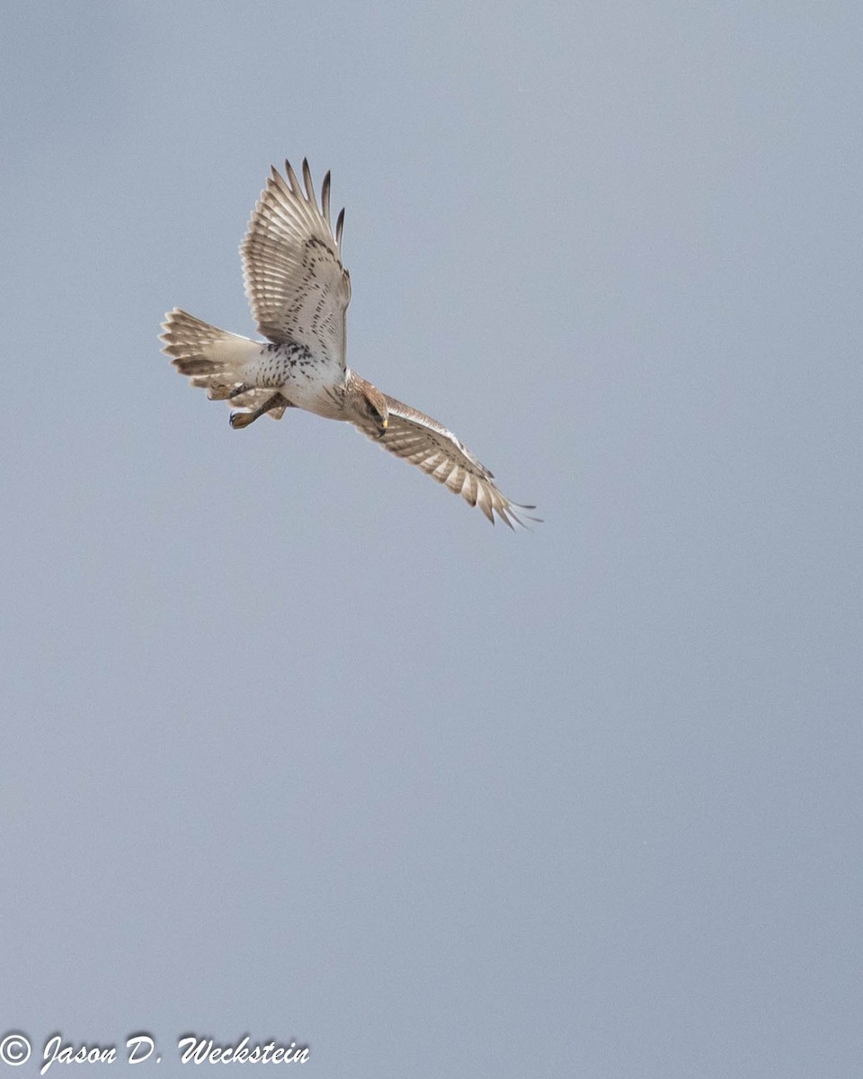 Busardo Herrumbroso - ML647494393