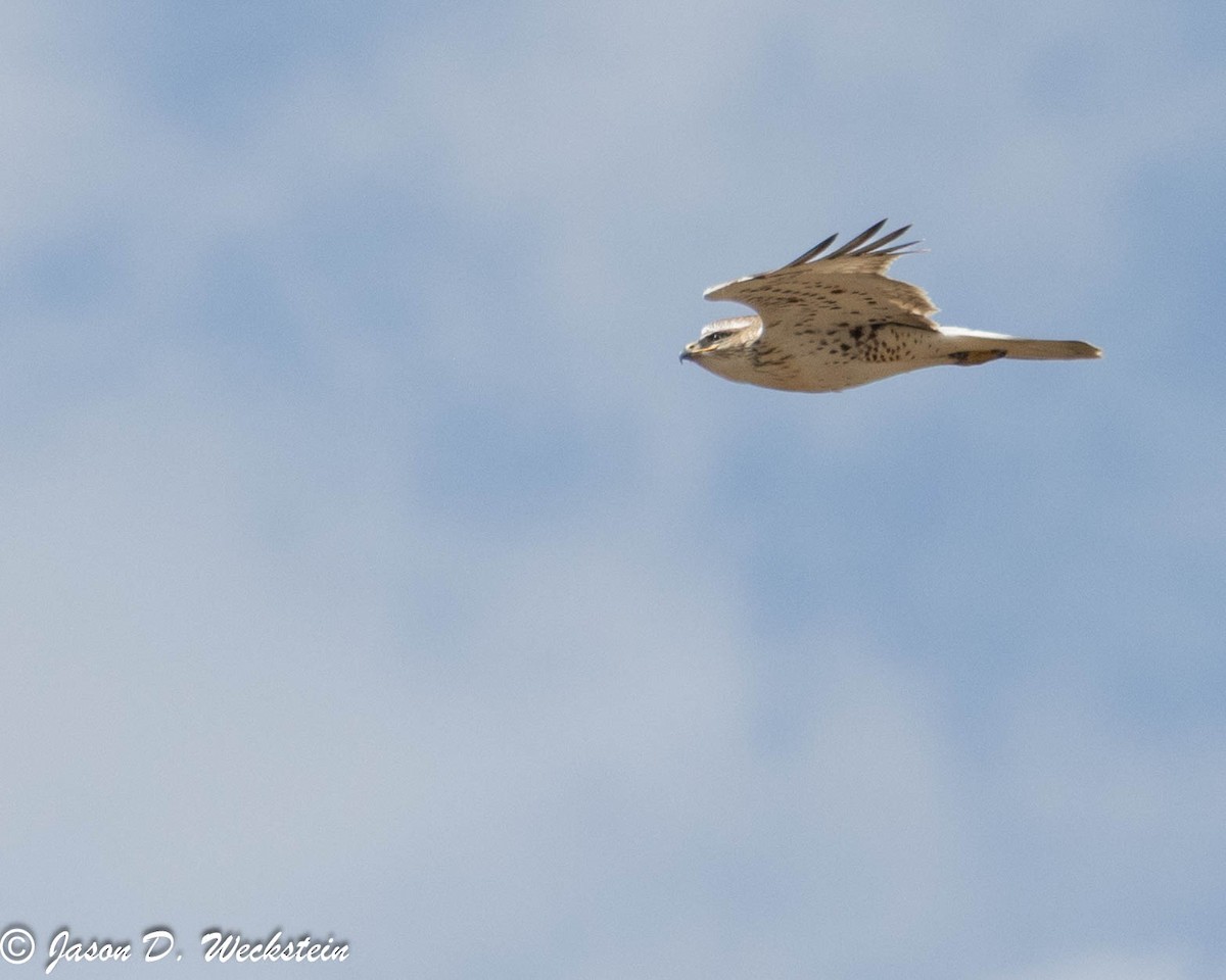 Busardo Herrumbroso - ML647494394