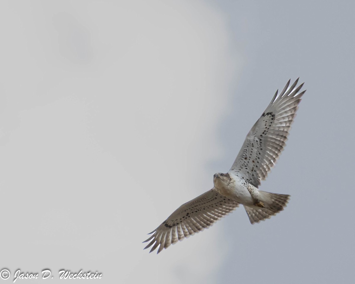 Busardo Herrumbroso - ML647494396