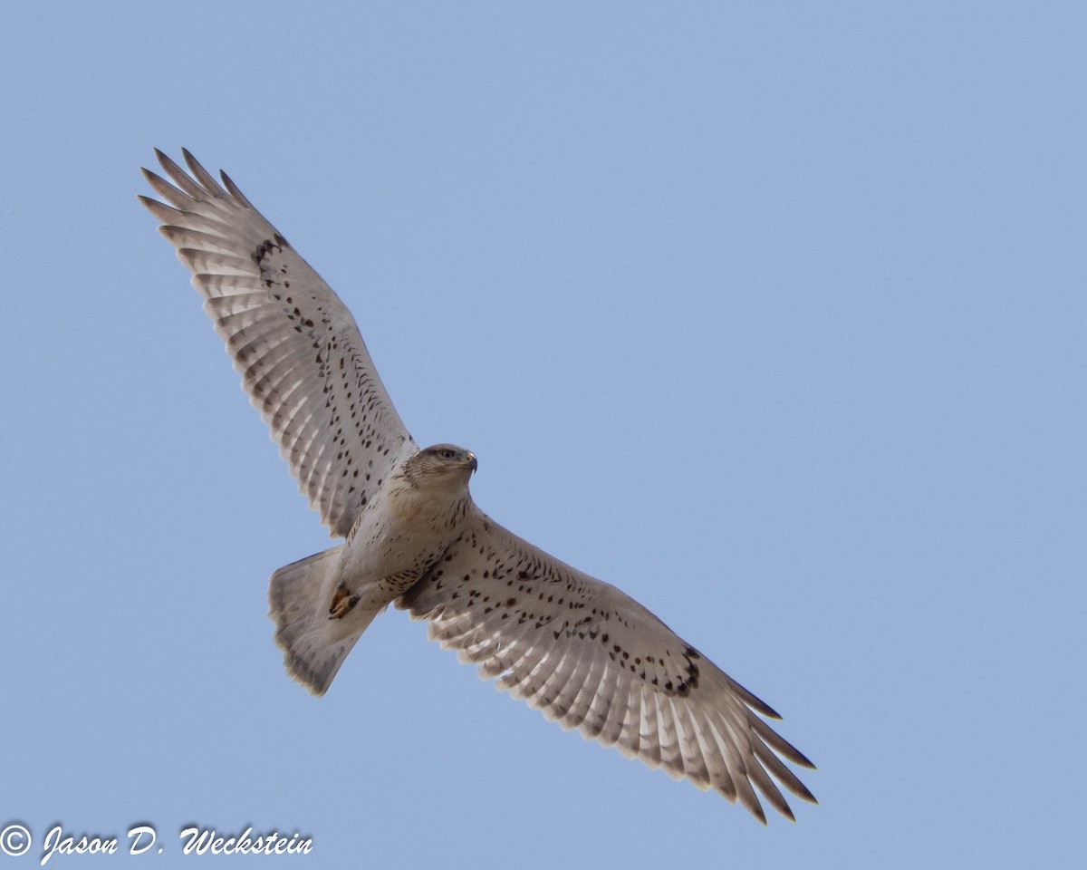 Busardo Herrumbroso - ML647494398