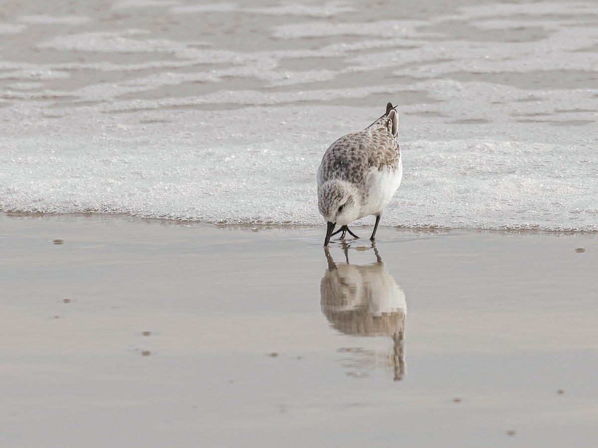 Correlimos Tridáctilo - ML647494402