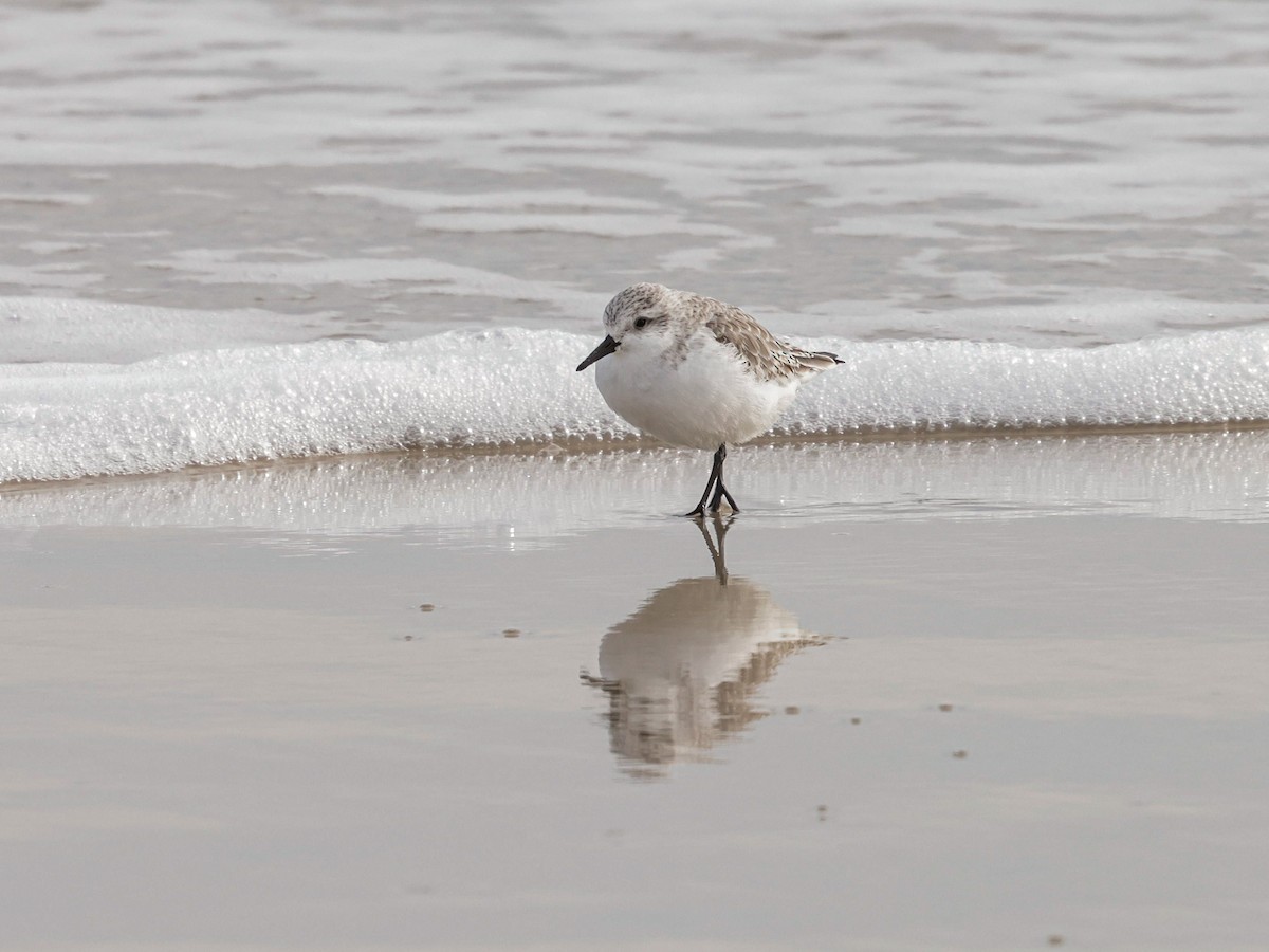 Correlimos Tridáctilo - ML647494403