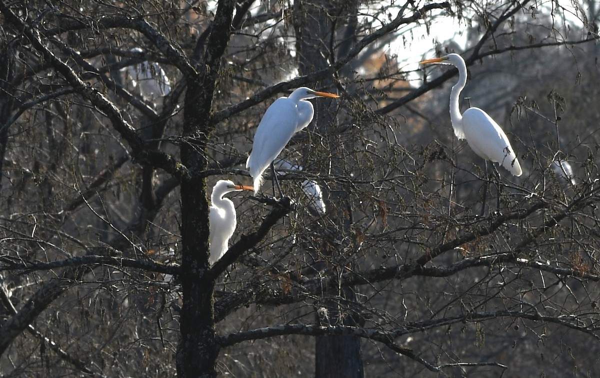 Garceta Grande - ML647494404