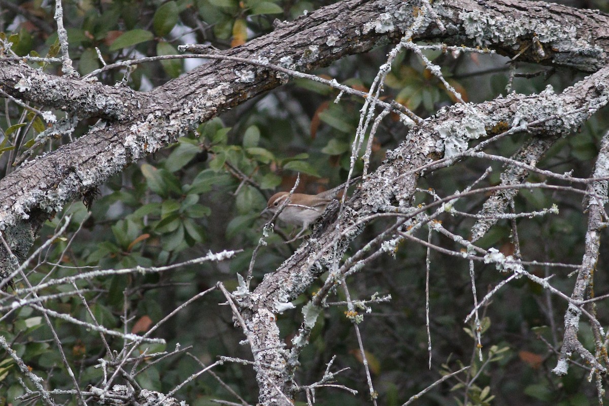 Cucarachero Colinegro - ML647494406