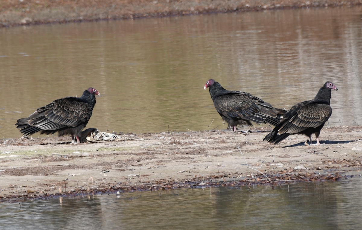 Aura Gallipavo - ML647494408