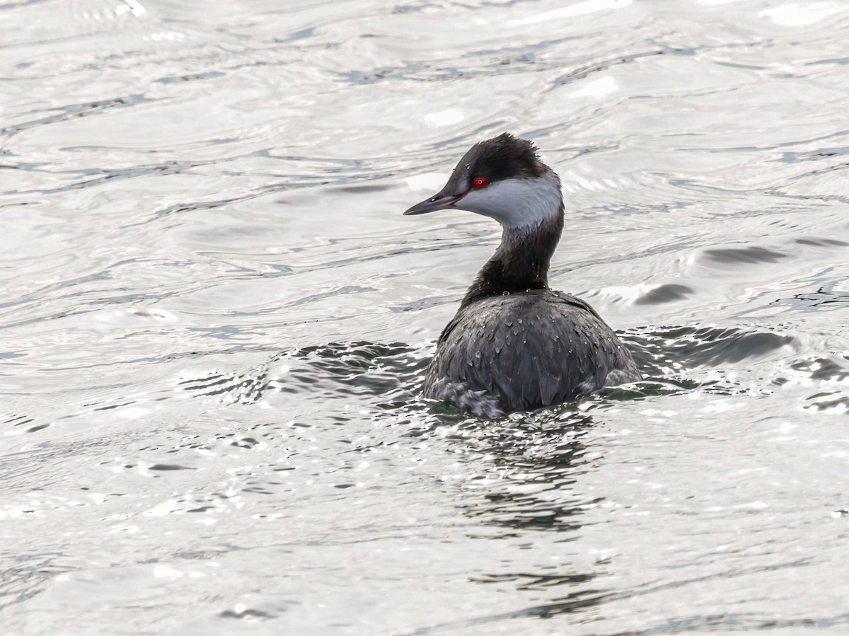 Zampullín Cuellirrojo - ML647494409
