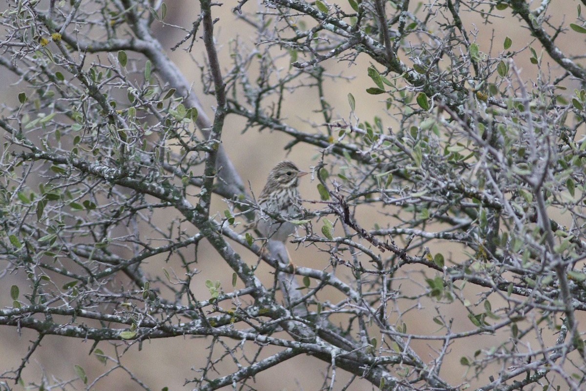 Chingolo Sabanero - ML647494410