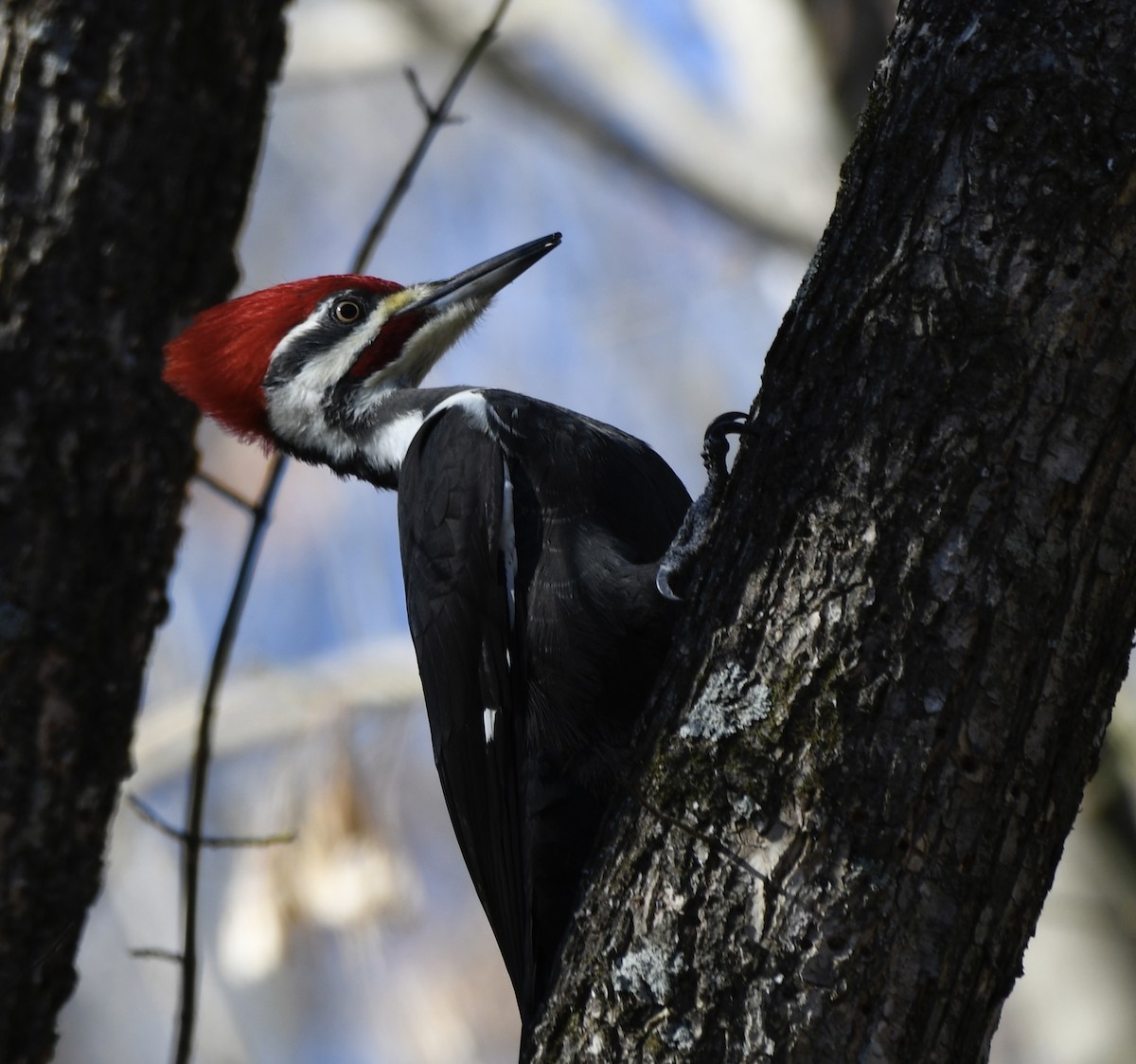 Picamaderos Norteamericano - ML647494411
