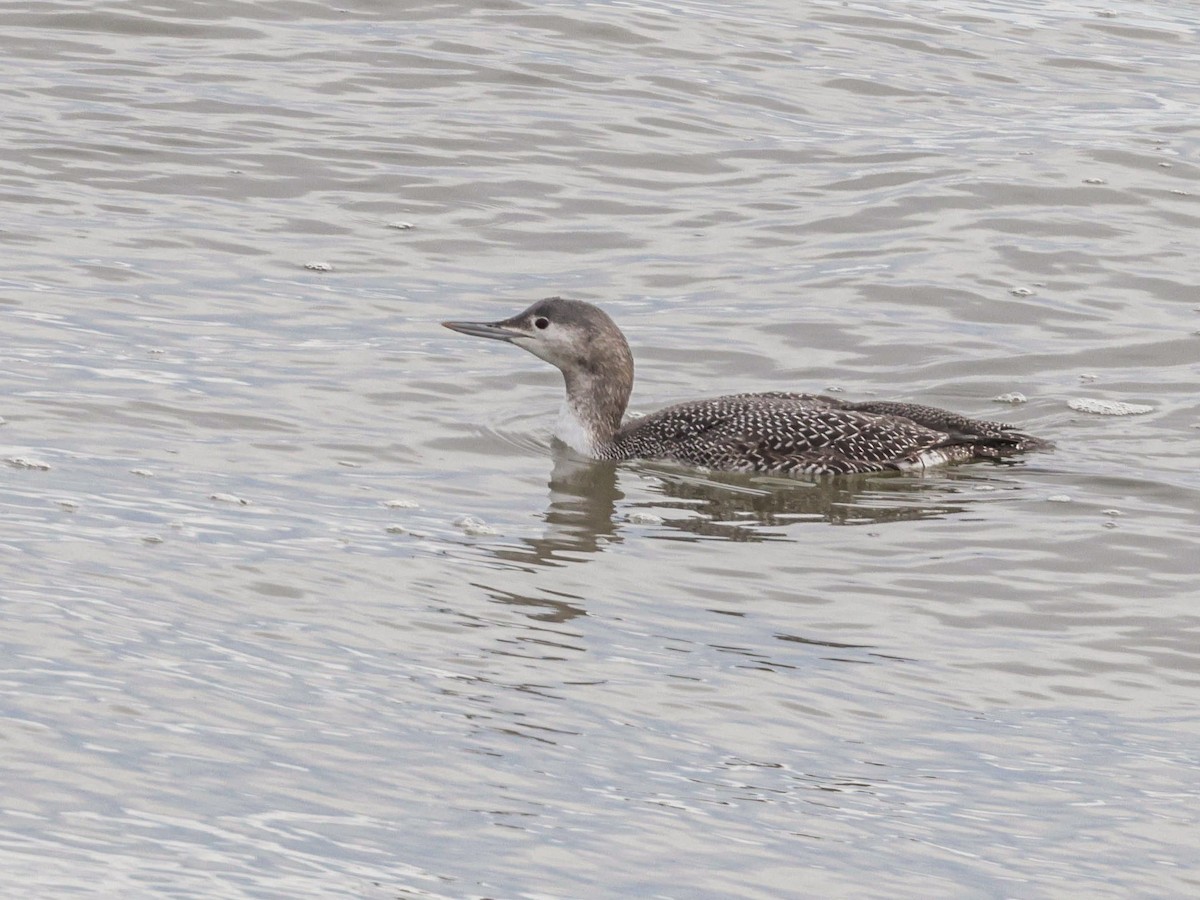 Colimbo Chico - ML647494412
