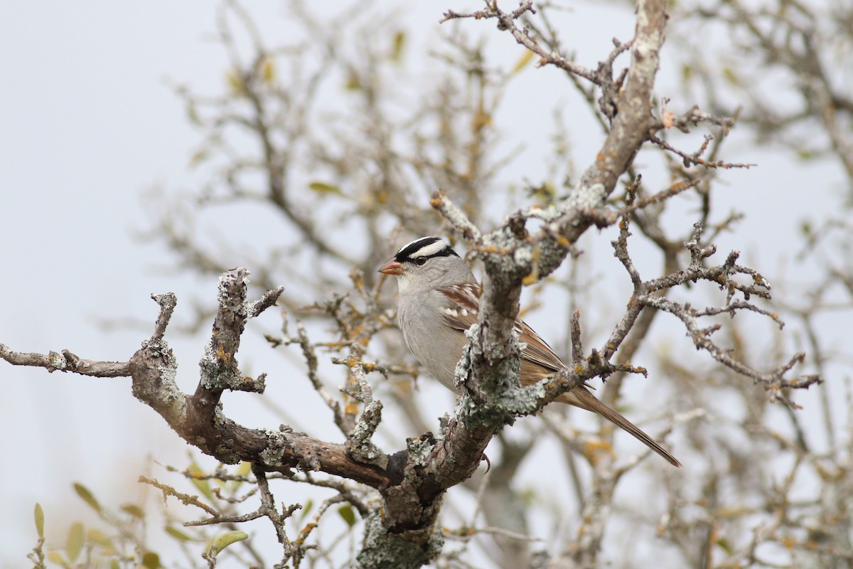 Chingolo Coroniblanco - ML647494423