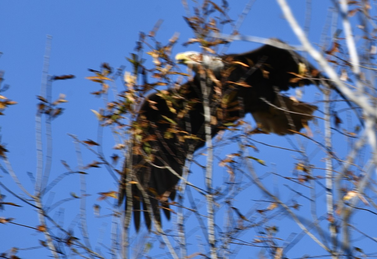 Pigargo Americano - ML647494424