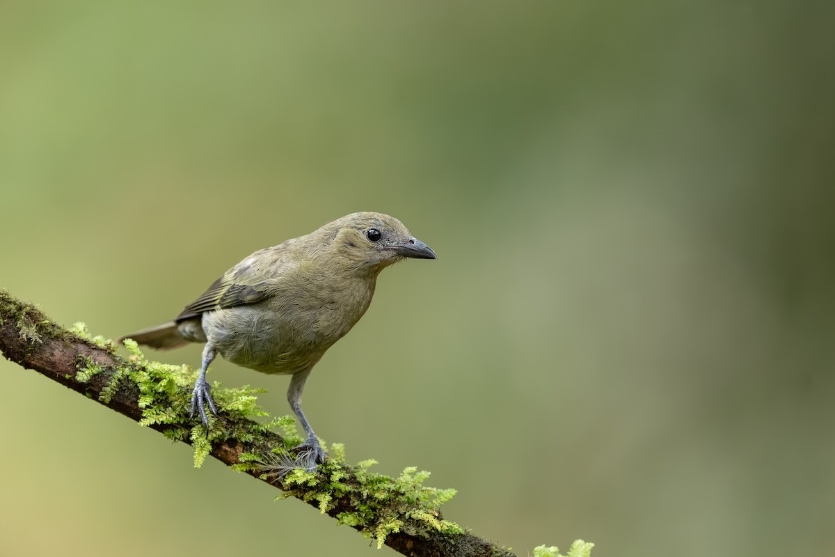 Tangara Palmera - ML647494425