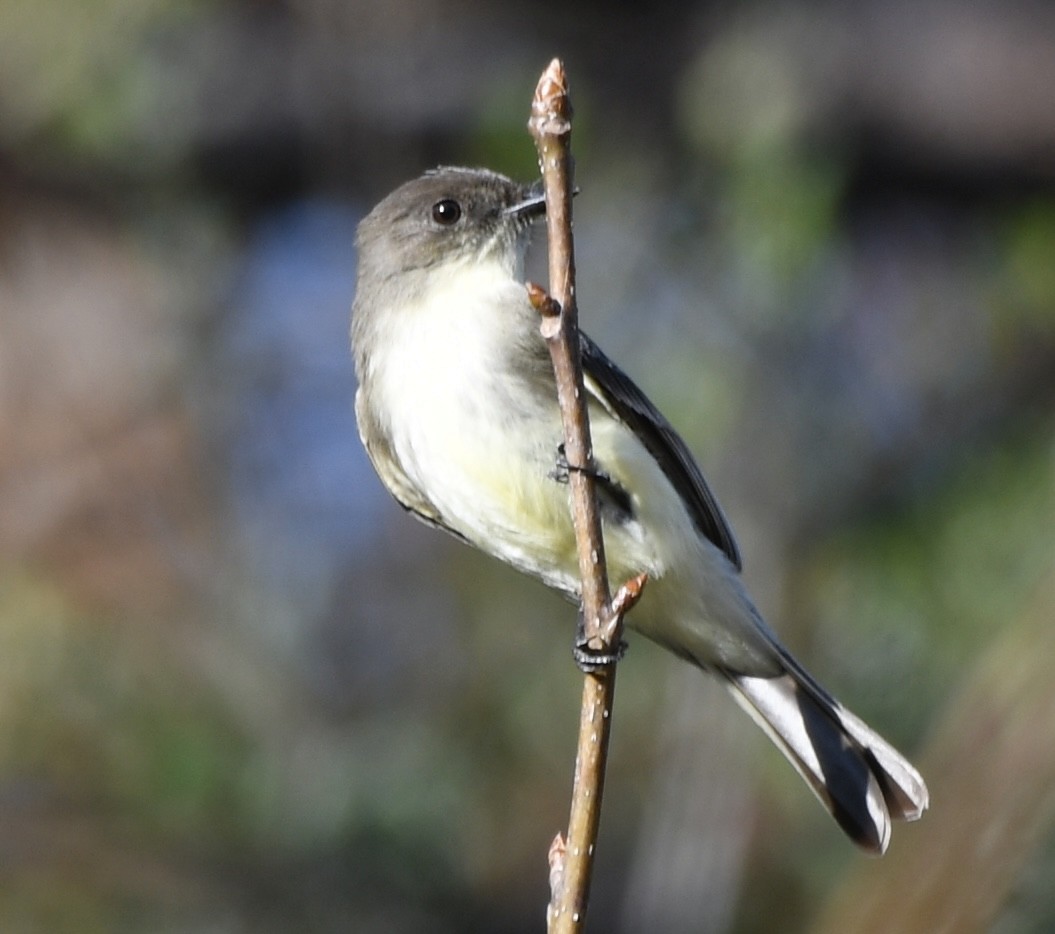 Mosquero Fibí - ML647494426