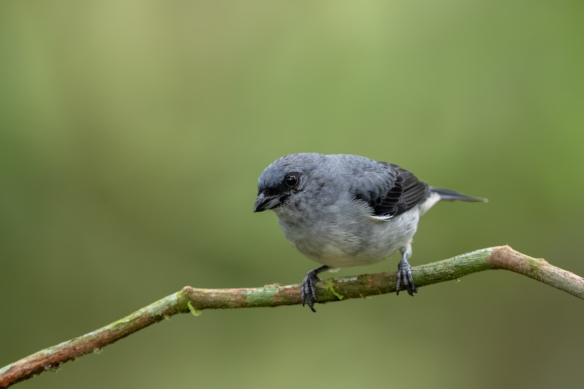 Tangara Cenicienta - ML647494429
