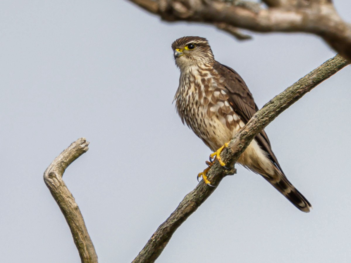 Esmerejón - ML647494430