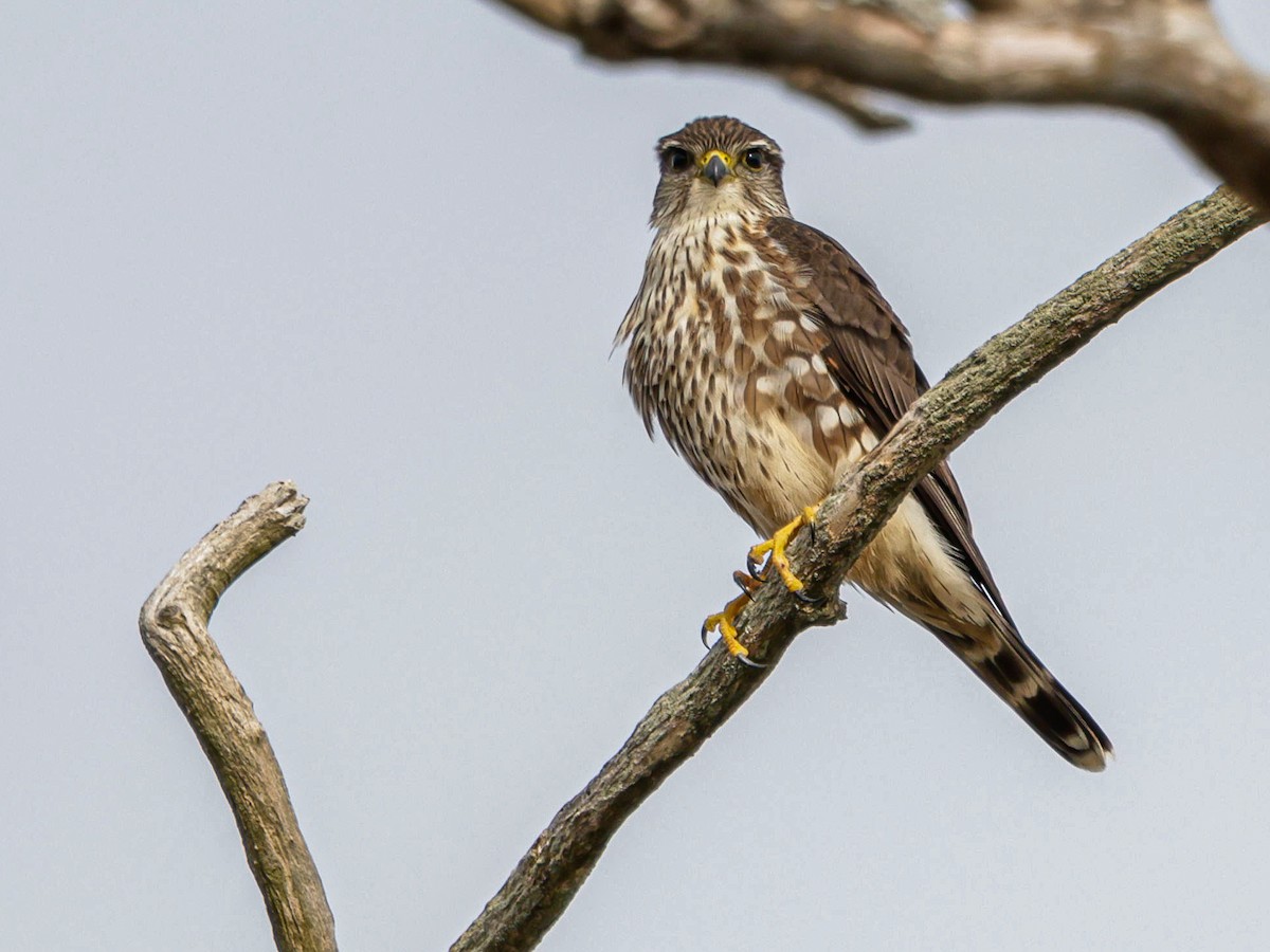 Esmerejón - ML647494431