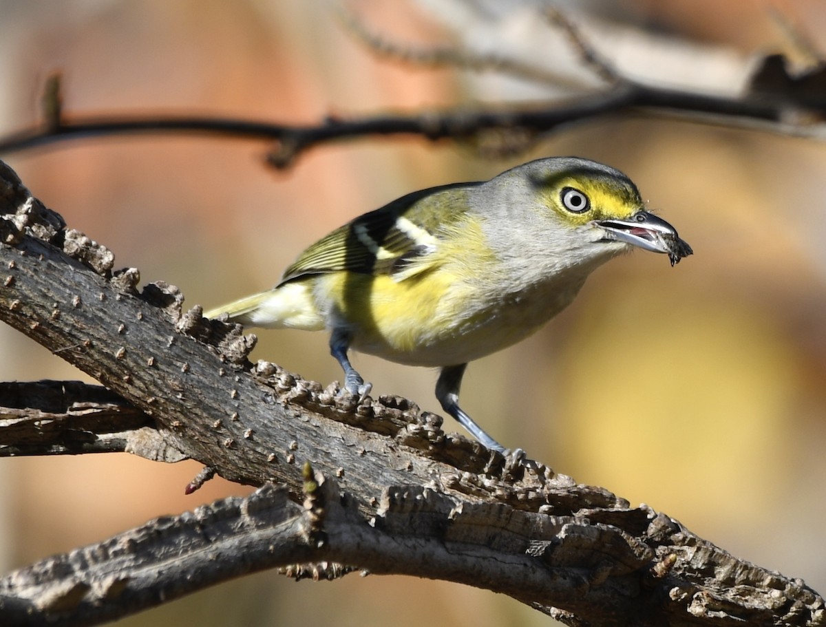 Vireo Ojiblanco - ML647494432