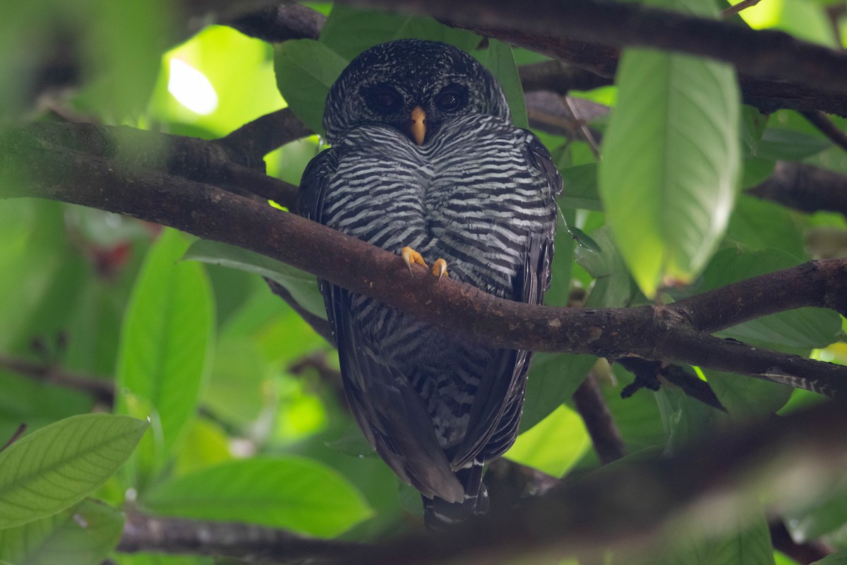 Cárabo Negro - ML647494434