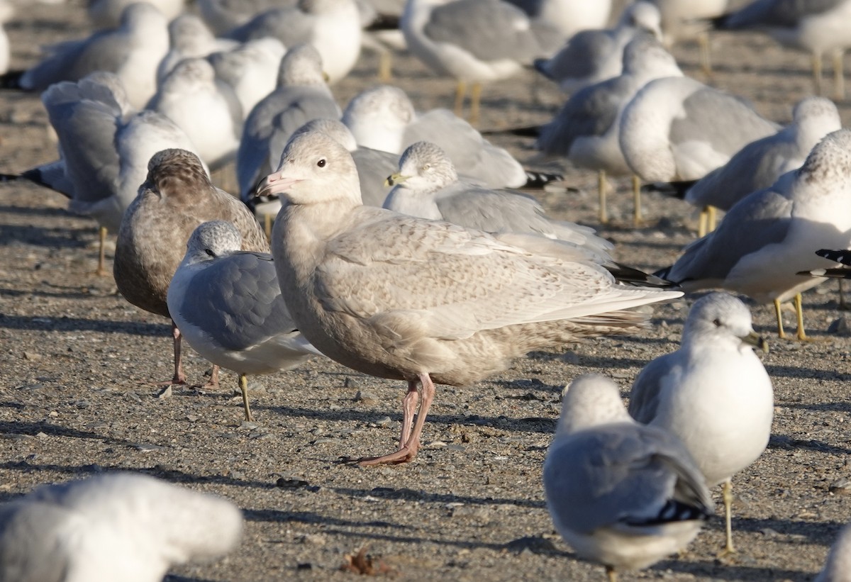 racek šedý - ML647494436