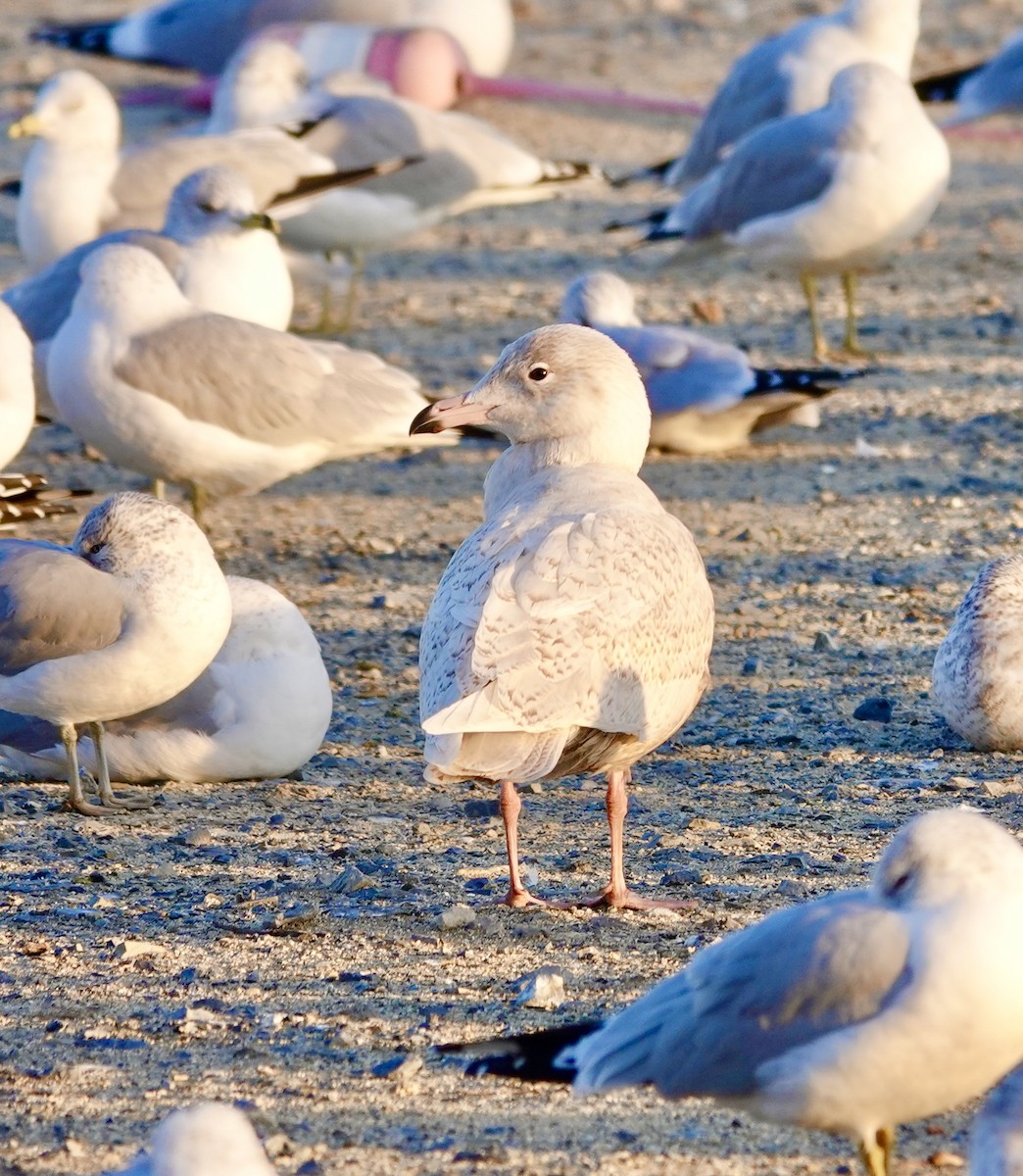 racek šedý - ML647494437