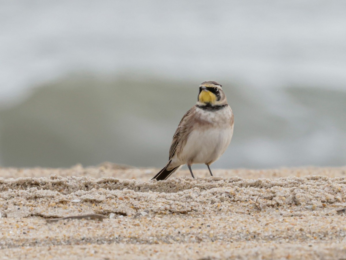 Alondra Cornuda - ML647494438