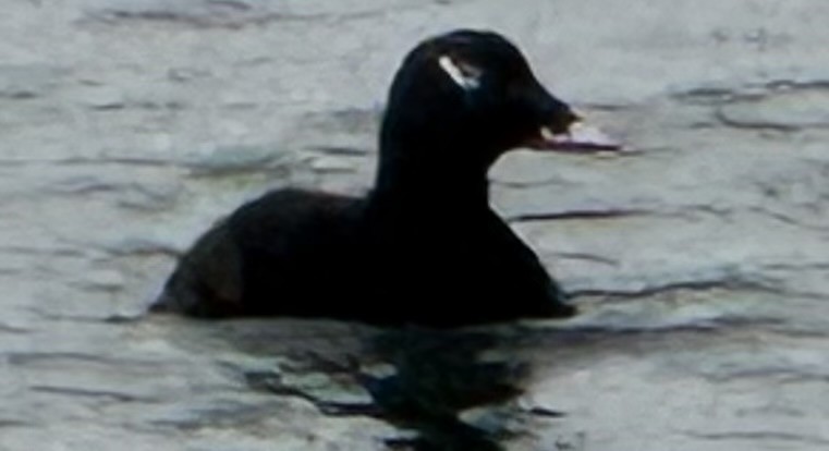 Negrón Aliblanco - ML647494440