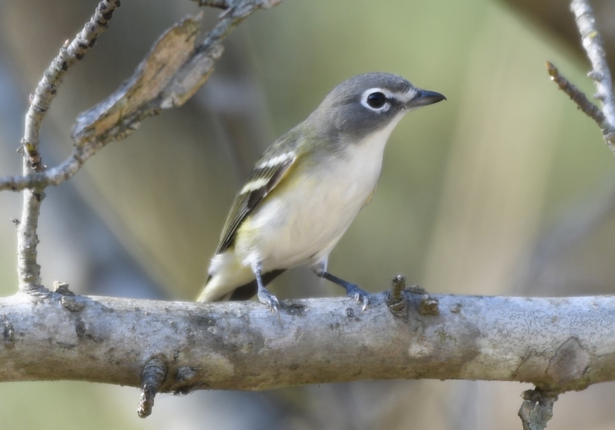 zelenáček brýlový - ML647494445