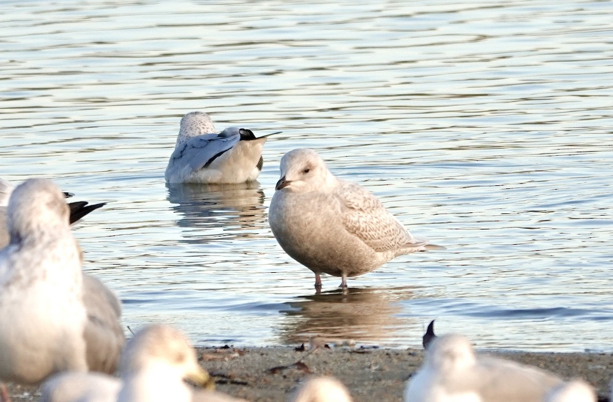 アイスランドカモメ - ML647494448