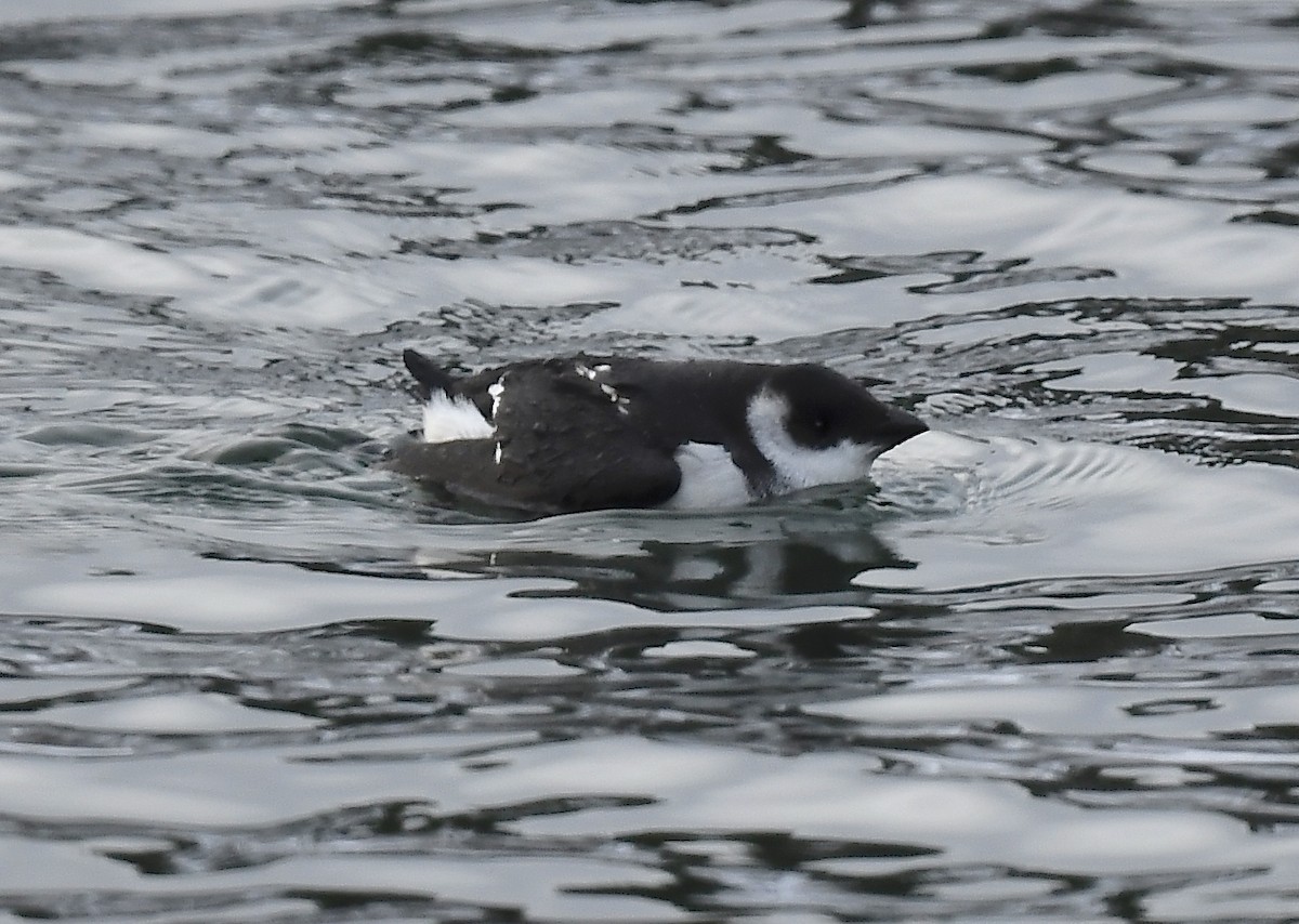 Dovekie - ML647494454