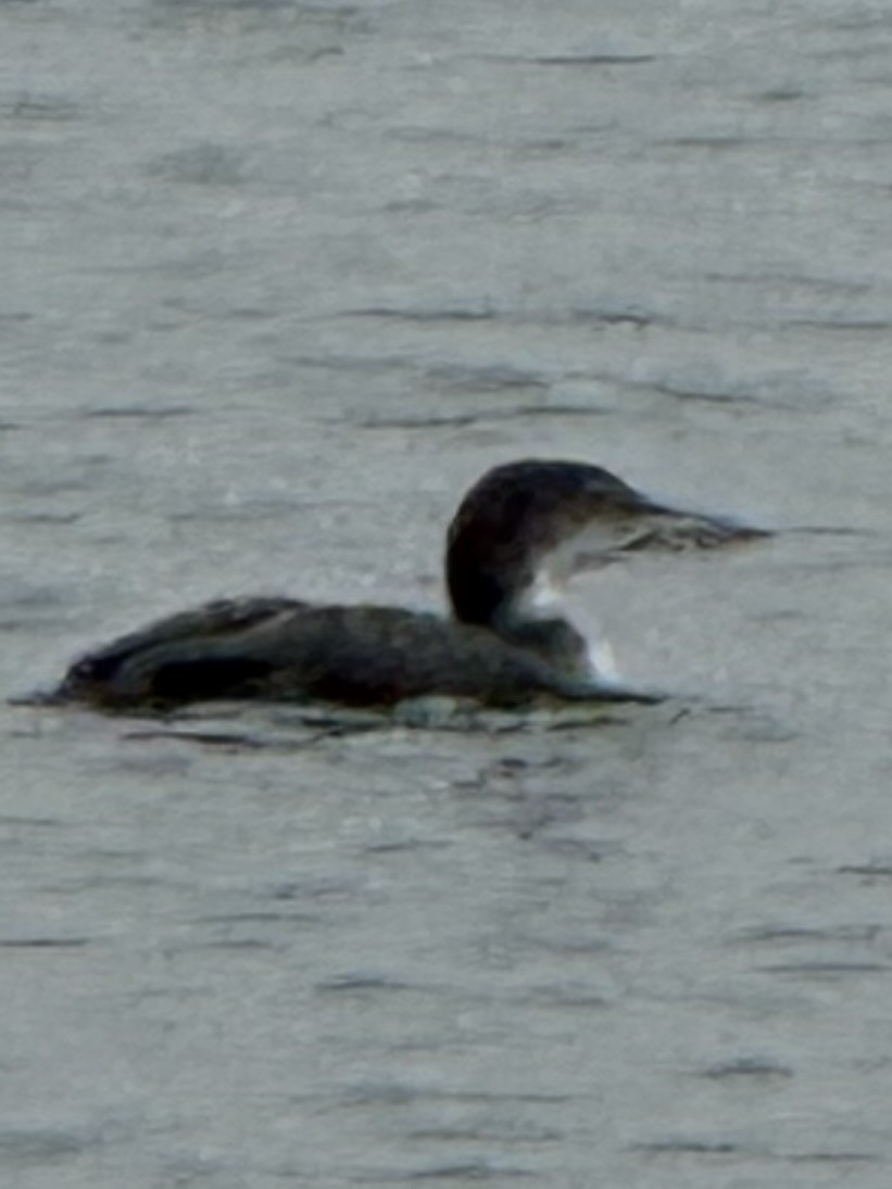 Common Loon - ML647494469