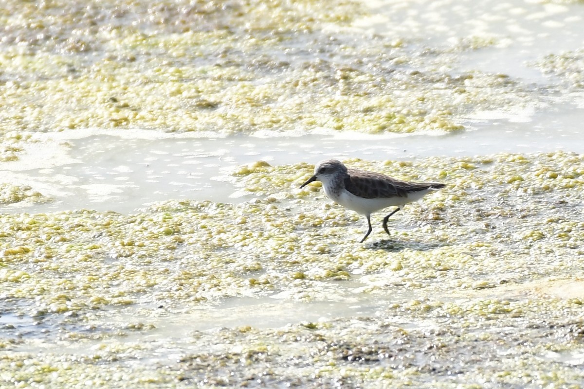 Küçük Kumkuşu - ML647494471