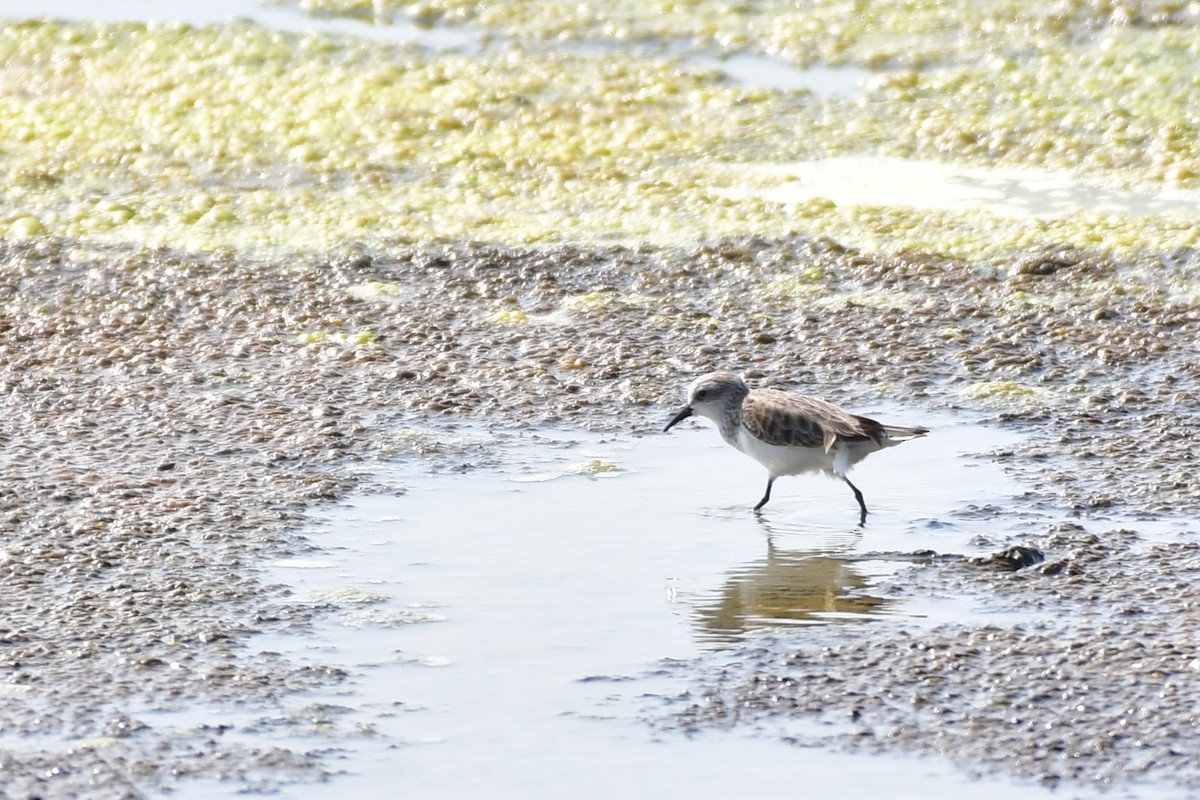 Küçük Kumkuşu - ML647494472