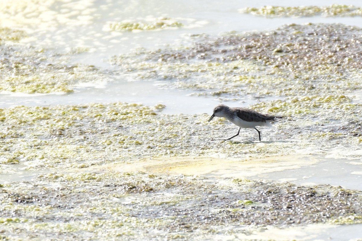 Küçük Kumkuşu - ML647494473