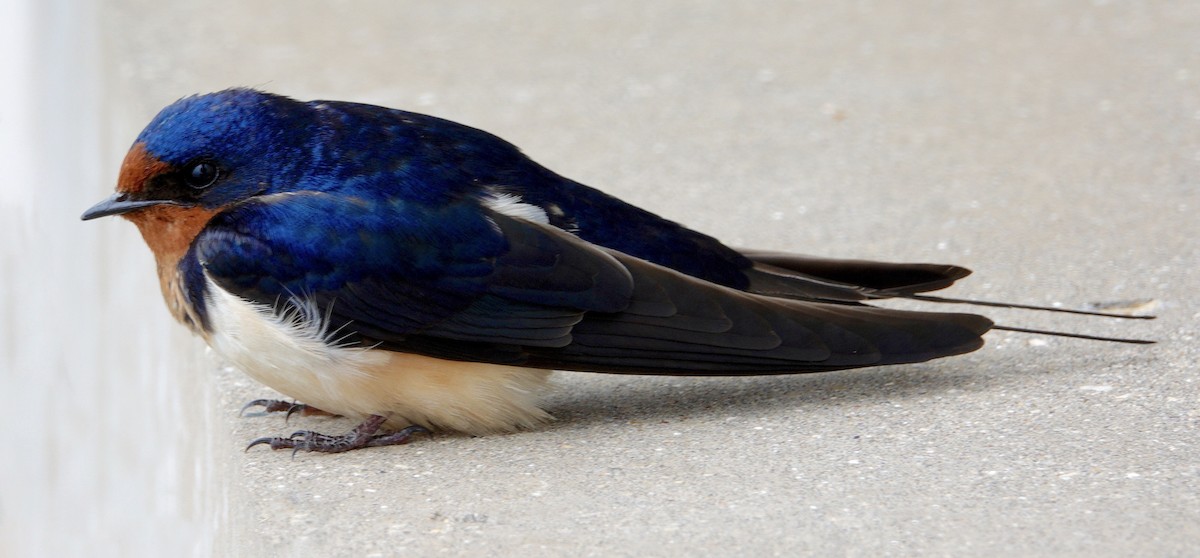 Barn Swallow - ML647494475