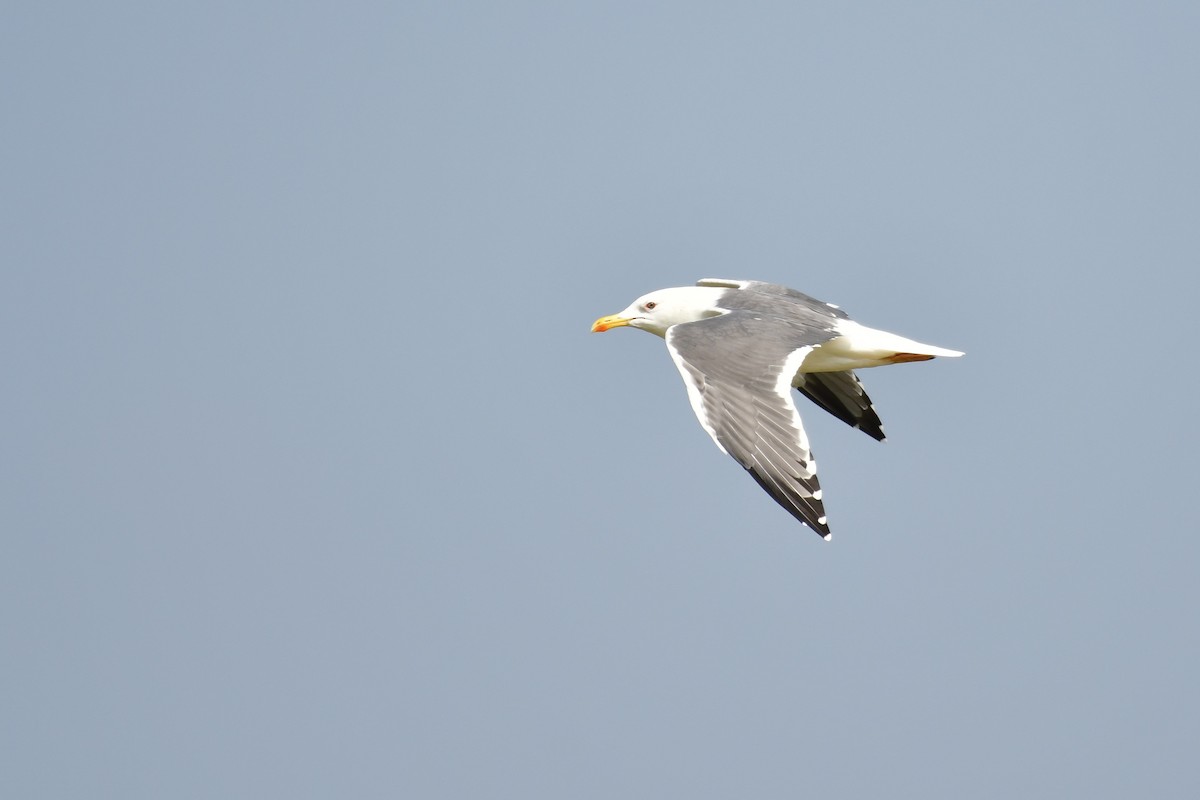 Lesser Black-backed Gull - ML647494478